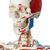 Human Skeleton Model Sam on Hanging Stand with Muscle & Ligaments, 1020177 [A13/1], Skeleton Models - Life size (Small)