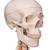 Human Skeleton Model Sam on Hanging Stand with Muscle & Ligaments, 1020177 [A13/1], Skeleton Models - Life size (Small)