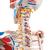 Human Skeleton Model Sam on Hanging Stand with Muscle & Ligaments, 1020177 [A13/1], Skeleton Models - Life size (Small)