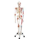 Human Skeleton Model "Sam" with Muscles & Ligaments, 1020176 [A13], Skeleton Models - Life size