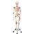 Human Skeleton Model "Sam" with Muscles & Ligaments, 1020176 [A13], Skeleton Models - Life size (Small)