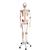 Human Skeleton Model "Sam" with Muscles & Ligaments, 1020176 [A13], Skeleton Models - Life size (Small)