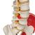 Menschliches Skelett Modell "Sam", lebensgroß mit Muskeldarstellung, flexible Wirbelsäule & Gelenkbändern, auf Metallstativ mit Rollen, 1020176 [A13], Skelette lebensgroß (Small)
