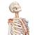 Human Skeleton Model "Sam" with Muscles & Ligaments, 1020176 [A13], Skeleton Models - Life size (Small)