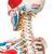 Menschliches Skelett Modell "Sam", lebensgroß mit Muskeldarstellung, flexible Wirbelsäule & Gelenkbändern, auf Metallstativ mit Rollen, 1020176 [A13], Skelette lebensgroß (Small)