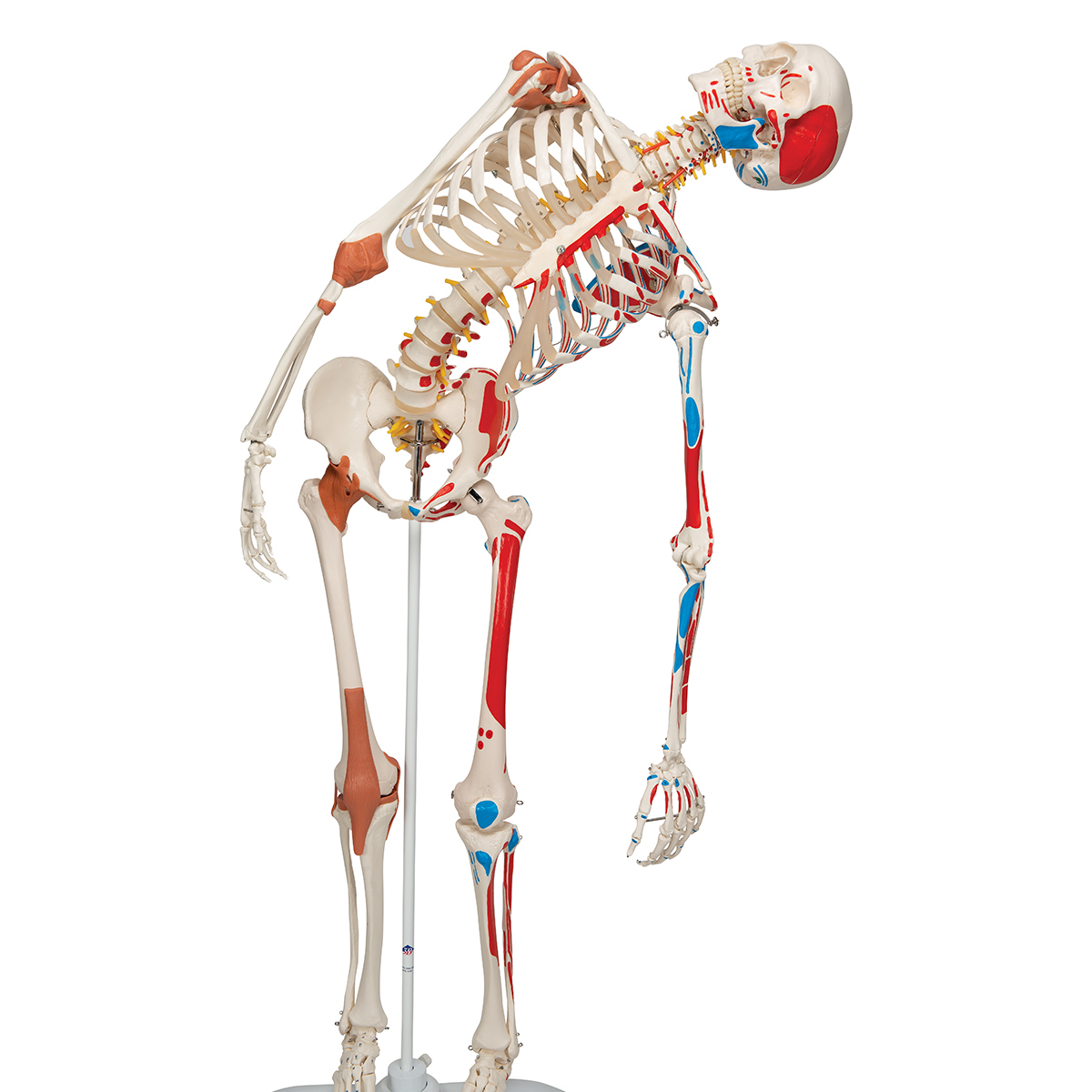 Illustration 3d De L'anatomie Du Squelette Humain 3d Cg Haute