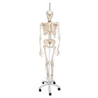 Physiological Human Skeleton Model Phil on Hanging Stand, 1020179 [A15/3], Skeleton Models - Life size