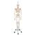 Physiological Human Skeleton Model Phil on Hanging Stand, 1020179 [A15/3], Skeleton Models - Life size (Small)