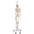 Physiological Human Skeleton Model Phil on Hanging Stand, 1020179 [A15/3], Skeleton Models - Life size (Small)