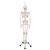 Physiological Human Skeleton Model Phil on Hanging Stand, 1020179 [A15/3], Skeleton Models - Life size (Small)