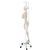 Physiological Human Skeleton Model Phil on Hanging Stand, 1020179 [A15/3], Skeleton Models - Life size (Small)