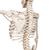 Physiological Human Skeleton Model Phil on Hanging Stand, 1020179 [A15/3], Skeleton Models - Life size (Small)