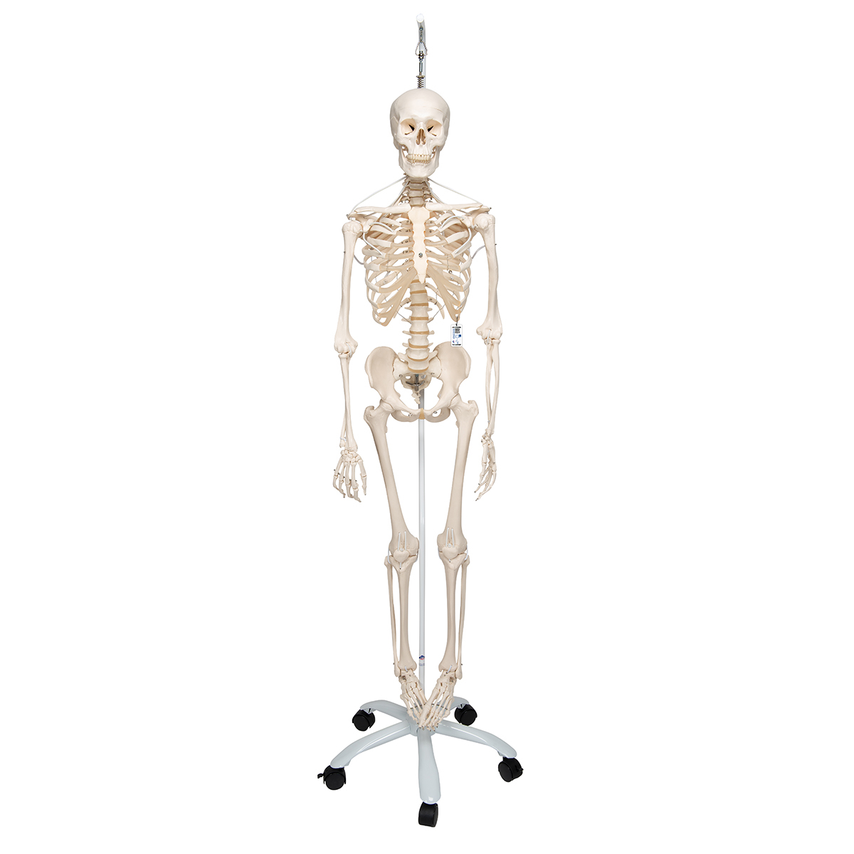 Scheletro anatomico Max: con muscoli su supporto a cinque gambe con ruote -  Negozio Fisaude