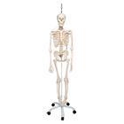 Functional & Physiological Human Skeleton Model Frank on Hanging Stand, 1020180 [A15/3S], Skeleton Models - Life size