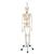 Functional & Physiological Human Skeleton Model Frank on Hanging Stand, 1020180 [A15/3S], Skeleton Models - Life size (Small)