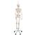 Functional & Physiological Human Skeleton Model Frank on Hanging Stand, 1020180 [A15/3S], Skeleton Models - Life size (Small)