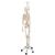 Functional & Physiological Human Skeleton Model Frank on Hanging Stand, 1020180 [A15/3S], Skeleton Models - Life size (Small)