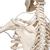 Functional & Physiological Human Skeleton Model Frank on Hanging Stand, 1020180 [A15/3S], Skeleton Models - Life size (Small)