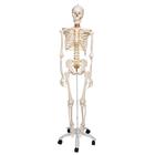 Flexible Human Skeleton Model Fred, 1020178 [A15], Skeleton Models - Life size