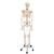 Flexible Human Skeleton Model Fred, 1020178 [A15], Skeleton Models - Life size (Small)