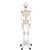 Flexible Human Skeleton Model Fred, 1020178 [A15], Skeleton Models - Life size (Small)