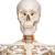 Flexible Human Skeleton Model Fred, 1020178 [A15], Skeleton Models - Life size (Small)