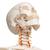 Flexible Human Skeleton Model Fred, 1020178 [A15], Skeleton Models - Life size (Small)