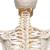 Flexible Human Skeleton Model Fred, 1020178 [A15], Skeleton Models - Life size (Small)