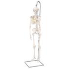 미니 전신 골격모형(고리 걸쇠형)Mini Human Skeleton Model Shorty on Hanging Stand, Half Natural Size, 1000040 [A18/1], 소형 인체 골격 모형