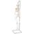 미니 전신 골격모형(고리 걸쇠형)Mini Human Skeleton Model Shorty on Hanging Stand, Half Natural Size, 1000040 [A18/1], 소형 인체 골격 모형 (Small)