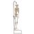 미니 전신 골격모형(고리 걸쇠형)Mini Human Skeleton Model Shorty on Hanging Stand, Half Natural Size, 1000040 [A18/1], 소형 인체 골격 모형 (Small)