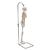 미니 전신 골격모형(고리 걸쇠형)Mini Human Skeleton Model Shorty on Hanging Stand, Half Natural Size, 1000040 [A18/1], 소형 인체 골격 모형 (Small)