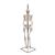 Mini Human Skeleton Model Shorty on Hanging Stand, Half Natural Size, 1000040 [A18/1], Mini Skeleton Models (Small)