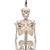 미니 전신 골격모형(고리 걸쇠형)Mini Human Skeleton Model Shorty on Hanging Stand, Half Natural Size, 1000040 [A18/1], 소형 인체 골격 모형 (Small)