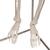 Mini Human Skeleton Model Shorty on Hanging Stand, Half Natural Size, 1000040 [A18/1], Mini Skeleton Models (Small)