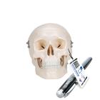 Mini Human Skull Model, 3-part (Skullcap, Base of Skull, Mandible), 1000041 [A18/15], Human Skull Models