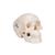 Mini Human Skull Model, 3-part (Skullcap, Base of Skull, Mandible), 1000041 [A18/15], Human Skull Models (Small)