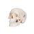 Mini Human Skull Model, 3-part (Skullcap, Base of Skull, Mandible), 1000041 [A18/15], Human Skull Models (Small)