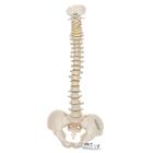 탄력성이 있는 축소 척추모형

Mini Human Spinal Column, flexible, Anatomically detailed, 1000042 [A18/20], 소형 인체 골격 모형