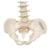 Mini Human Spinal Column Model, Flexible Mounted, 1000042 [A18/20], Mini Skeleton Models (Small)