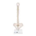 탄력성이 있는 소형 척추 모형 Mini Human Spinal Column Model - Flexible, on Base, 1000043 [A18/21], 인체 척추 모형