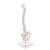 Mini Human Spinal Column Model, Flexible Mounted, on Removable Base, 1000043 [A18/21], Human Spine Models (Small)