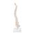 Mini Human Spinal Column Model, Flexible Mounted, on Removable Base, 1000043 [A18/21], Human Spine Models (Small)