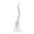 Mini Human Spinal Column Model, Flexible Mounted, on Removable Base, 1000043 [A18/21], Human Spine Models (Small)