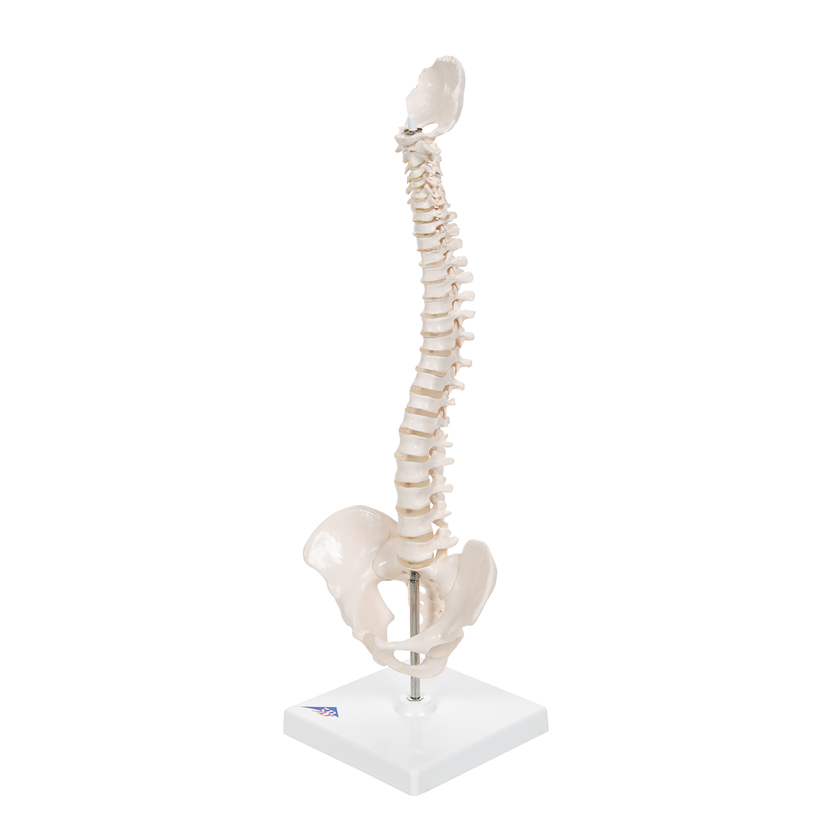Modeling the Backbone and Spinal Cord – Perkins School for the Blind