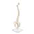 Mini Human Spinal Column Model, Flexible Mounted, on Removable Base, 1000043 [A18/21], Mini Skeleton Models (Small)