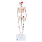 소형 전신골격 모형 (근육채색, 스탠드 장착형)  Mini Human Skeleton Shorty with Painted Muscles, Pelvic Mounted, Half Natural Size , 1000044 [A18/5], 소형 인체 골격 모형