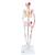 Mini Human Skeleton Shorty with Painted Muscles, Pelvic Mounted, Half Natural Size, 1000044 [A18/5], Mini Skeleton Models (Small)