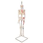 Mini Human Skeleton Shorty with Painted Muscles on Hanging Stand, Half Natural Size, 1000045 [A18/6], Mini Skeleton Models