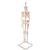 Mini Human Skeleton Shorty with Painted Muscles on Hanging Stand, Half Natural Size, 1000045 [A18/6], Mini Skeleton Models (Small)